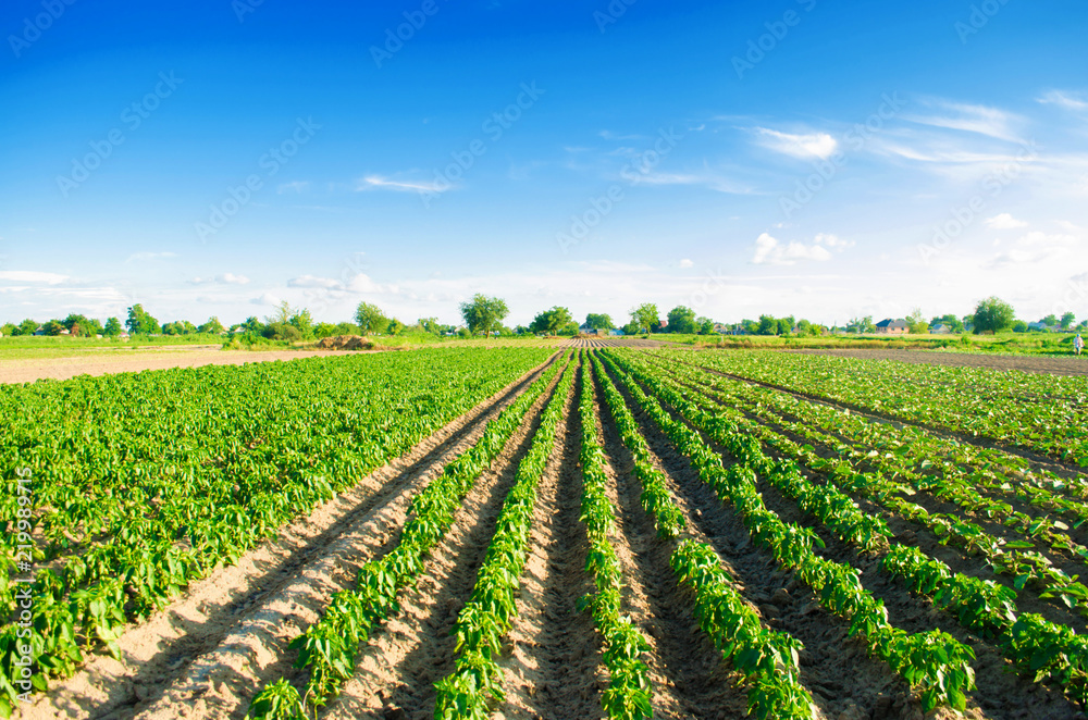 plantations of pepper grow in the field. vegetable rows. farming, agriculture. Landscape with agricultural land. crops