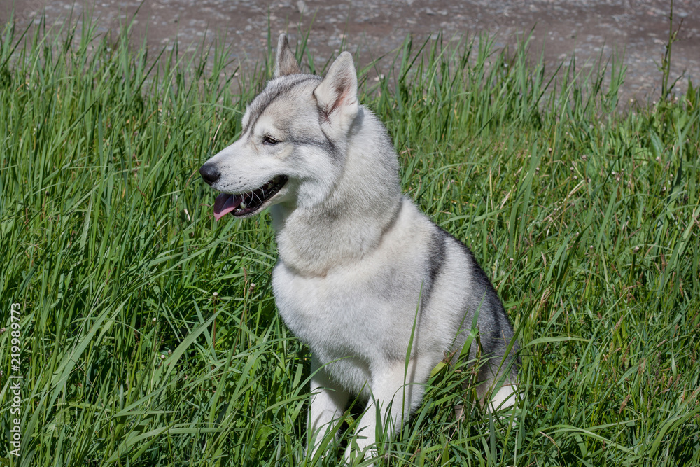 Cute siberian husky is sitting in the green grass.