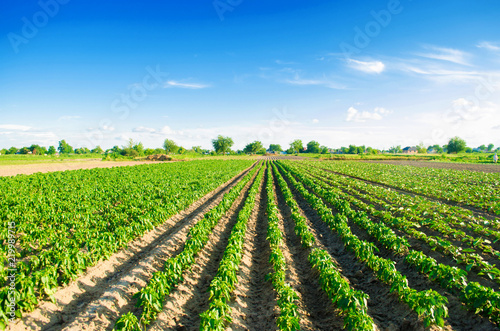 plantations of pepper grow in the field. vegetable rows. farming  agriculture. Landscape with agricultural land. crops