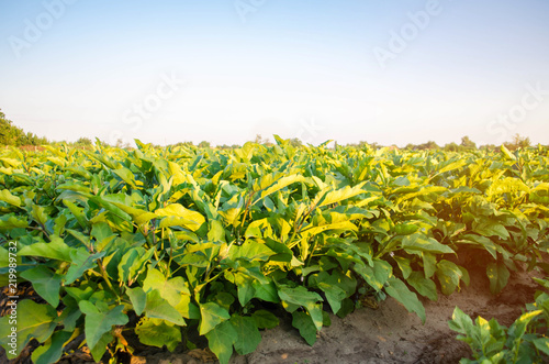 eggplant plantations grow in the field. vegetable rows. farming, agriculture. Landscape with agricultural land. crops