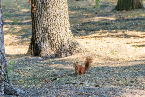 Red squirrel or Eurasian red squirrel (Sciurus vulgaris) in park © olyasolodenko