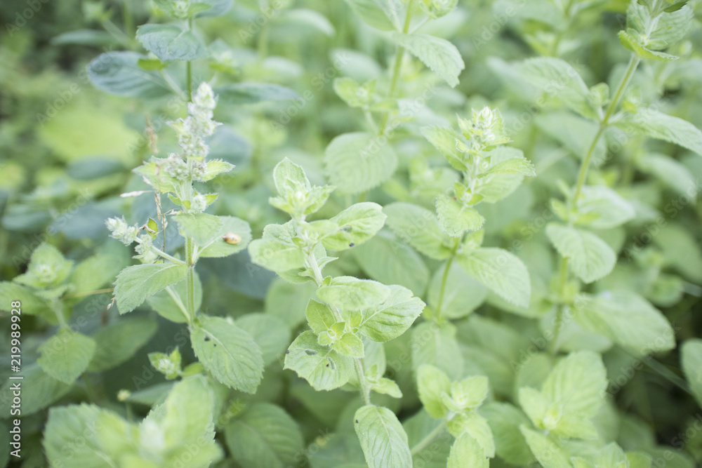 Mint leaves background leaf green plants with aromatic properties fresh ivy ground cover plant types Tropical Vegetables Vegetable Garden Kitchen use in cooking, add flavor and cool refreshing taste Mint leaves background leaf green plants with aromatic properties fresh ivy ground cover plant types Tropical Vegetables Vegetable Garden Kitchen use in cooking, add flavor and cool refreshing taste