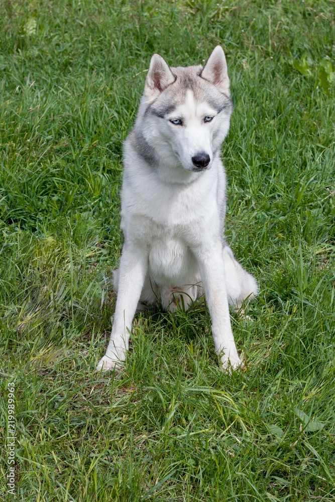Cute siberian husky is sitting on a spring meadow. Cute siberian husky is sitting on a spring meadow.