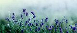 Blooming Lavender flowers background