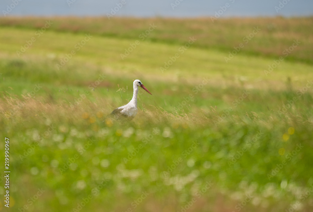 Obraz premium White stork amongst grass