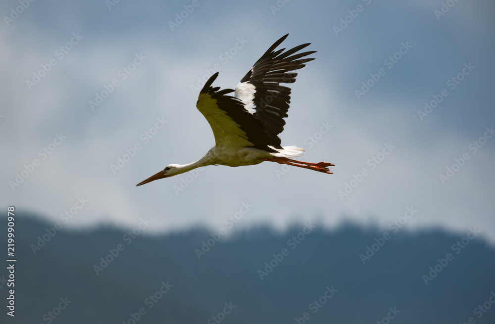Naklejka premium White stork in flight