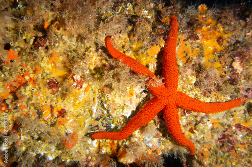 Estrella de mar naranja sobre corales amarillos