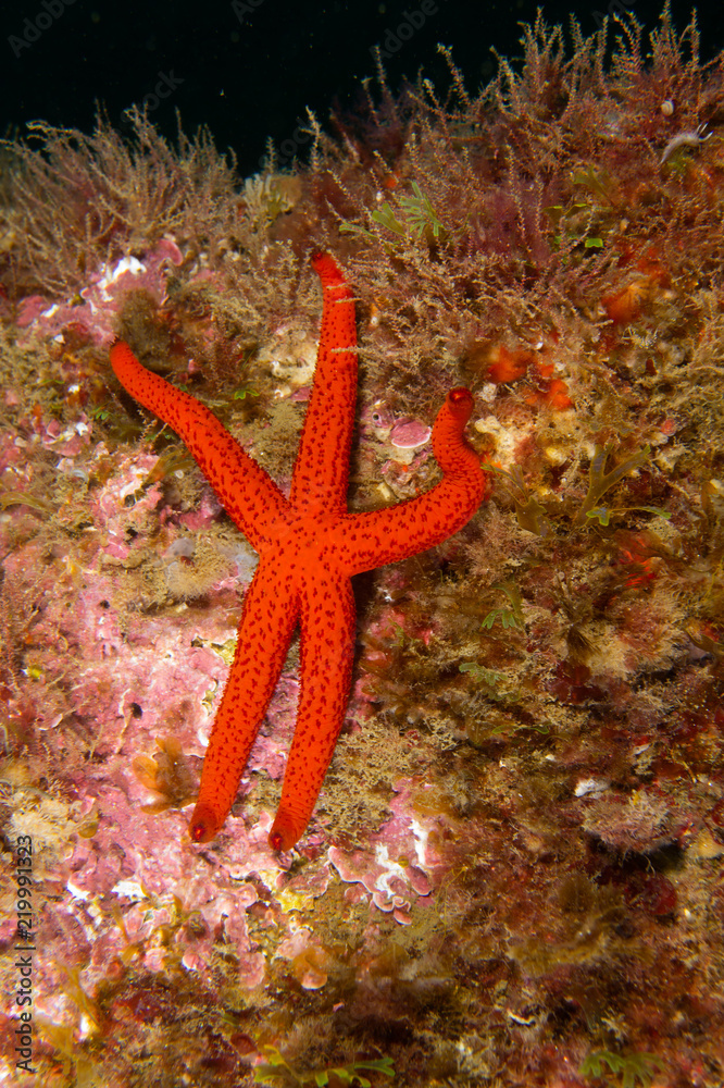 Estrella de mar sobre roca y fondo negro Estrella de mar sobre roca y fondo negro