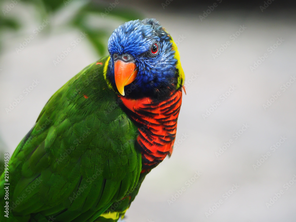 Naklejka premium Lorikeet Parrot Giving You the Eye