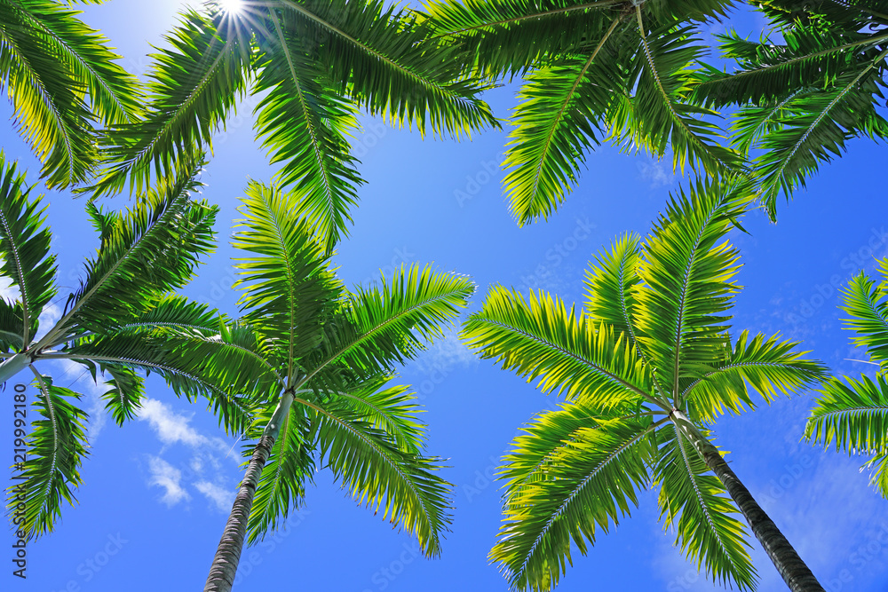 Palm trees looking up to a blue sunny sky