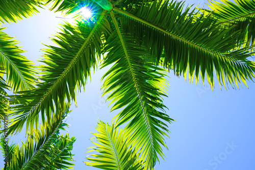 Palm trees looking up to a blue sunny sky