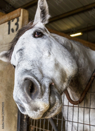 Gray Horse in Stall