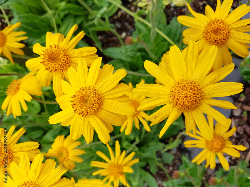 Arnika, Arnica, montana Arnika, Arnica, montana