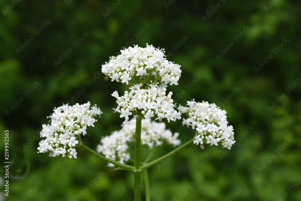 Baldrian, Baldrianbluete, Valeriana, officinalis Baldrian, Baldrianbluete, Valeriana, officinalis