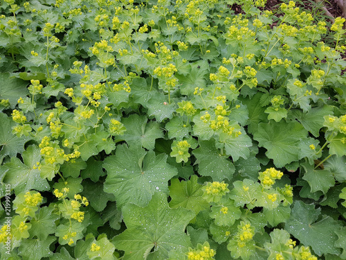 Bild auf Leinwand Frauenmantel, Alchemilla mollis, Hasenmaenteli