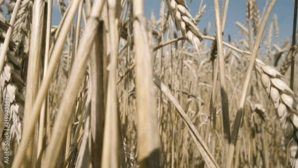 Golden wheat field Golden wheat field