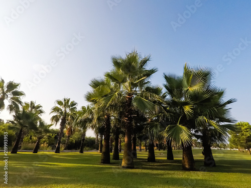 Coconut palm trees, beautiful tropical background, vintage filter © Angelov