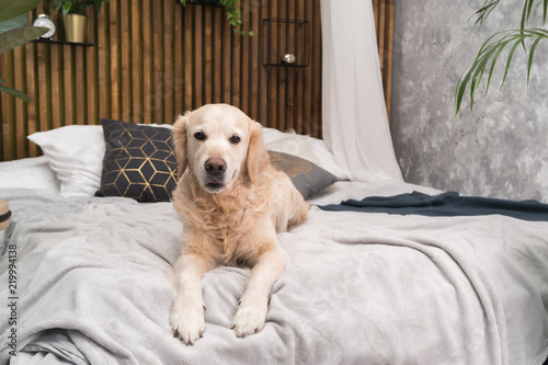 Fototapeta Naklejka Na Ścianę i Meble -  Golden retriever pure breed puppy dog on coat and pillows on bed in house or hotel. Scandinavian styled with green plants living room interior in art deco apartment. Pets friendly concept