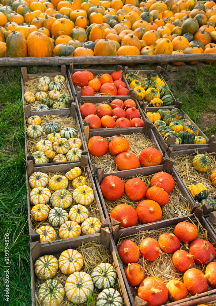 Rows of harvest pumpkins in crates at pumpkin patch Rows of harvest pumpkins in crates at pumpkin patch