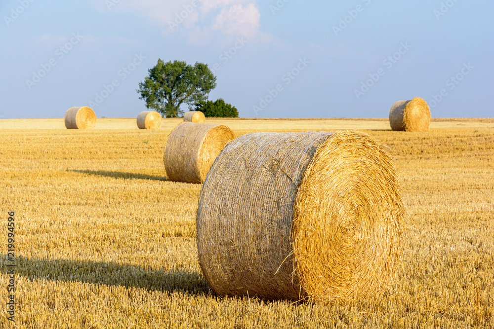 Round bales of straw scattered at sunset in a field of wheat recently harvested in the french countryside.