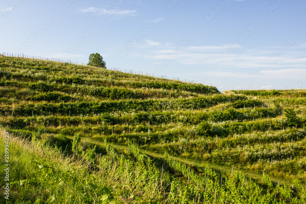 Hill in northern Croatia, abandoned vineyard