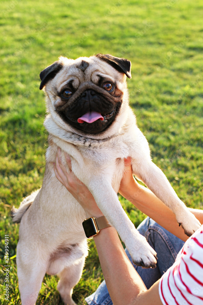 Beautiful young woman in casual outfit on picnic in park with her adorable pug puppy, green grass & foliage background. Female owner with small pet, purebred dog. Close up, copy space, background.