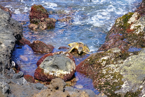 A wild Honu giant Hawaiian green sea turtle getting out of the water onto rocks on the Maui shore, Hawaii  photo