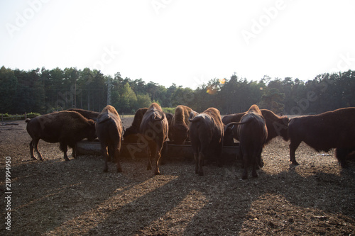 Fototapeta Naklejka Na Ścianę i Meble -  american bison buffalo herd on a sunny day