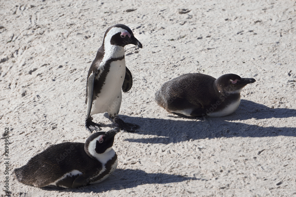 Fototapeta premium Brillenpinguine (Spheniscus demersus) am Boulders Beach in Simon's Town