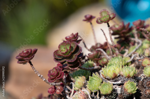 Wallpaper Mural Blume Torontodigital.ca