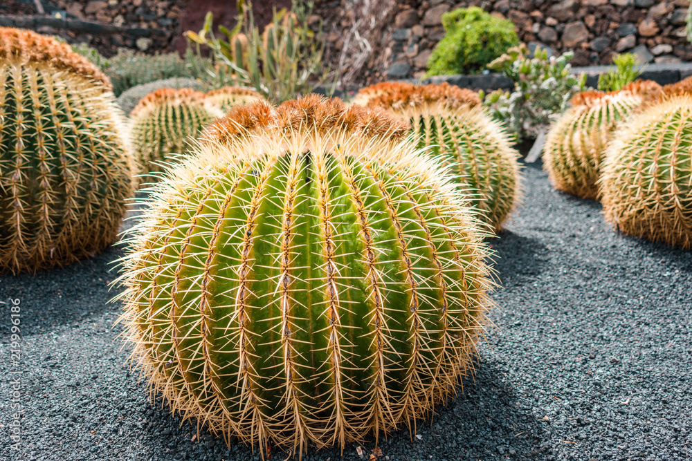 Macro view of cactus, Lanzarote, Spain Macro view of cactus, Lanzarote, Spain
