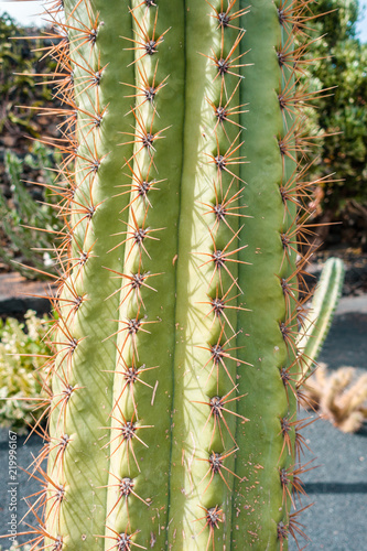 Macro view of cactus, Lanzarote, Spain