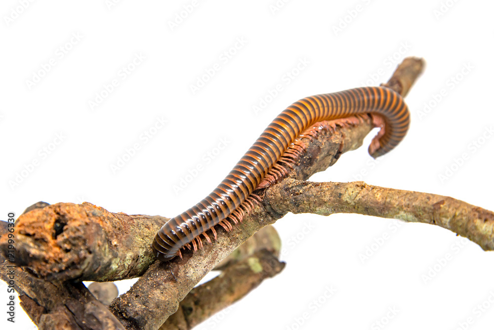 Fototapeta premium Millipede on the branch, Isolated on white background