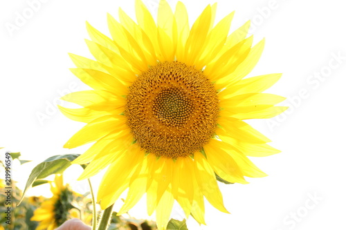 sunflower  flower  yellow  nature  summer  plant  field  sun  isolated  agriculture  green  leaf  bright  white  sunflowers  beauty  beautiful  blossom  petal  flowers  sky  spring  color  blue  objec