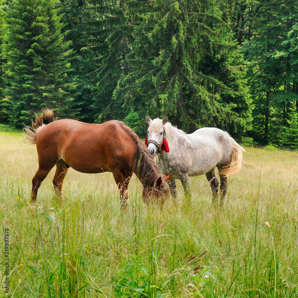 A pair of beautiful horses are grazing in a forest meadow. A pair of beautiful horses are grazing in a forest meadow.
