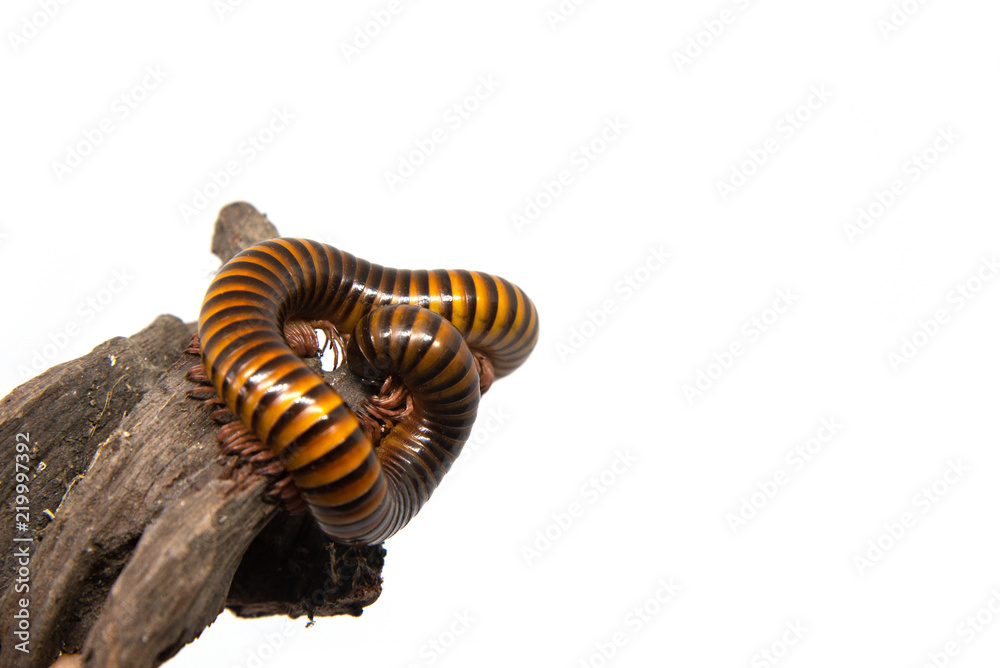 Naklejka premium Millipede on the branch, Isolated on white background