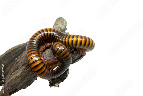 Millipede on the branch, Isolated on white background