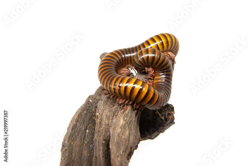 Millipede on the branch, Isolated on white background