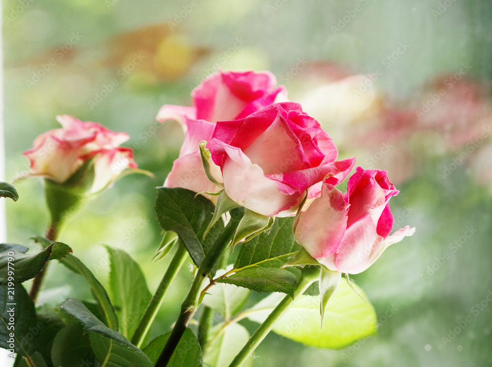 pink rose in the garden pink rose in the garden
