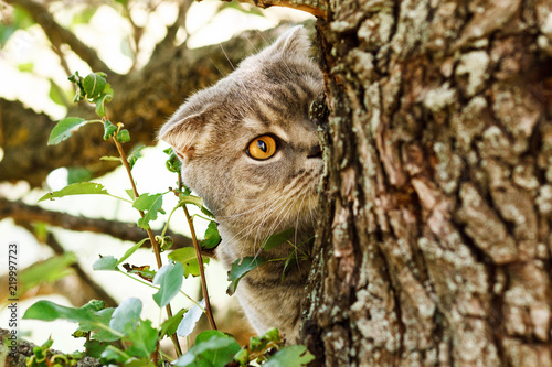 cat looks like great horned owl in tree