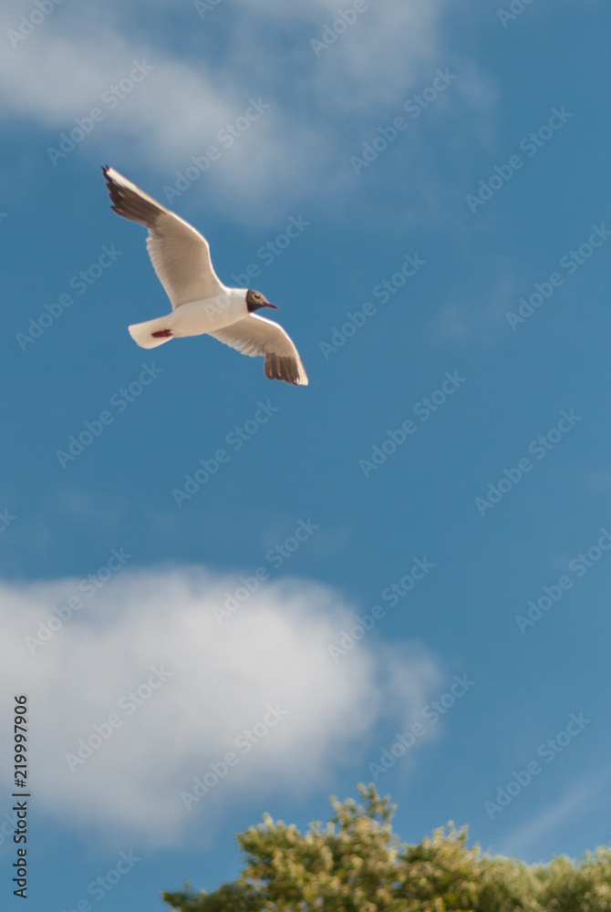 Obraz premium Single black-headed gull flying on a sunny day