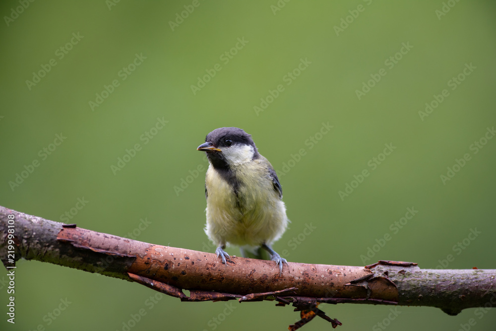 Obraz premium Great tit on a branch