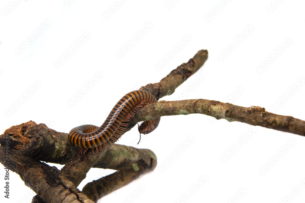 Naklejka premium Millipede on the branch, Isolated on white background