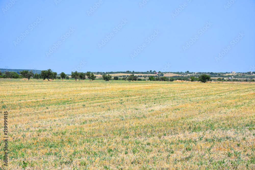 Italy, Puglia region, typical countryside in the summer months.