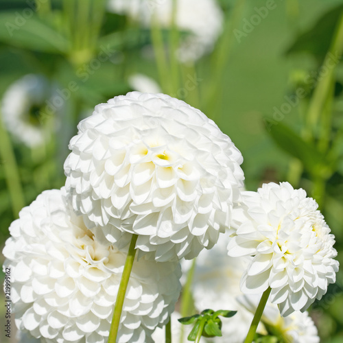 Fototapeta Naklejka Na Ścianę i Meble -  Weiße Dahlien, Dahlias