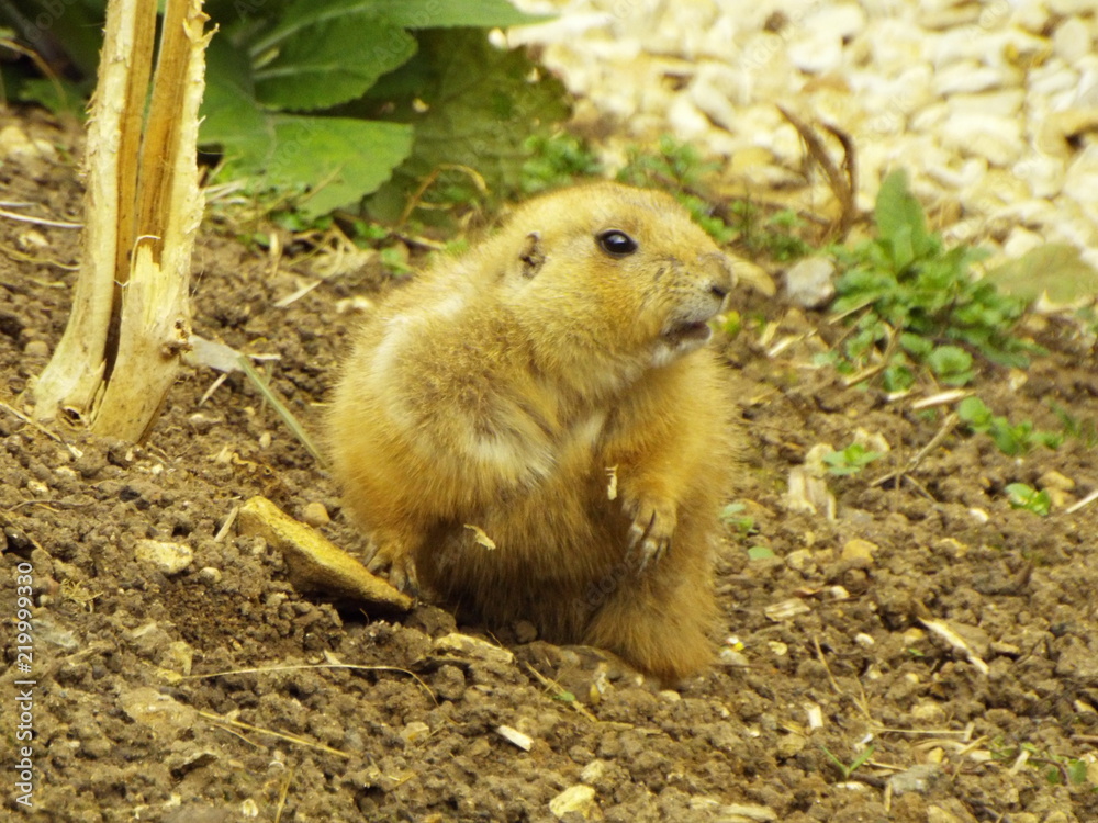 Fototapeta premium Rodent