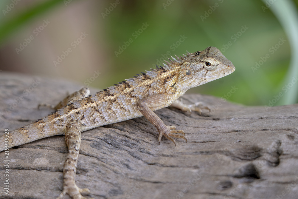 Black-lipped Lizard of Sri Lanka Black-lipped Lizard of Sri Lanka