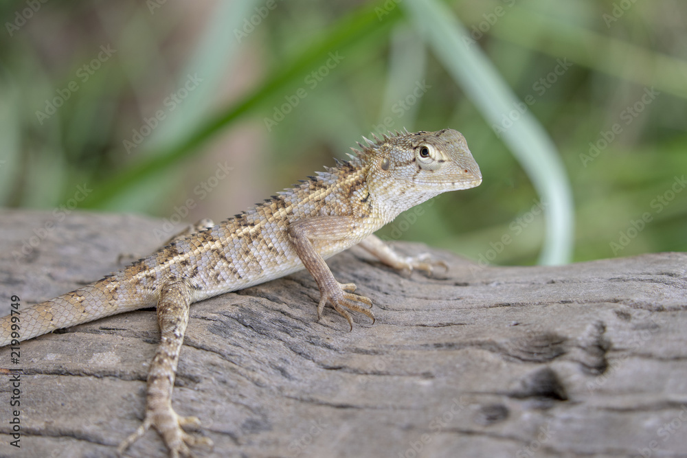Black-lipped Lizard of Sri Lanka Black-lipped Lizard of Sri Lanka