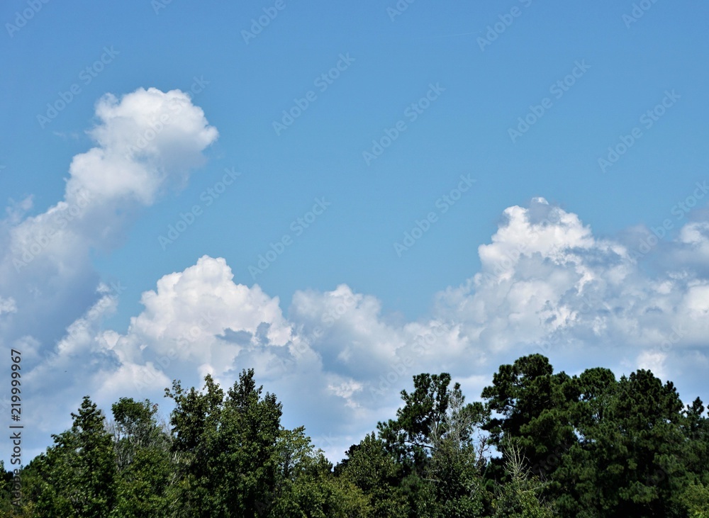 The tip of the tree against blue sky and white cumulus clouds, Summer in GA USA.