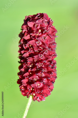 Great burnet (Sanguisorba officinalis) - Greater burnet photo